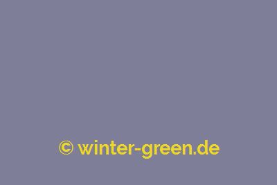 Elisabeth - Farbe für englischen / viktorianischen Wintergarten