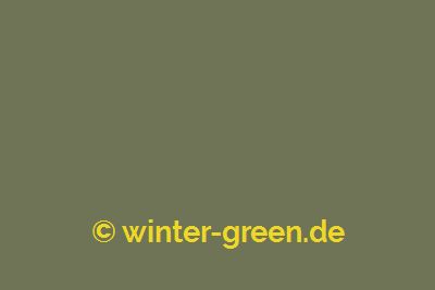 William - Farbe für englischen / viktorianischen Wintergarten